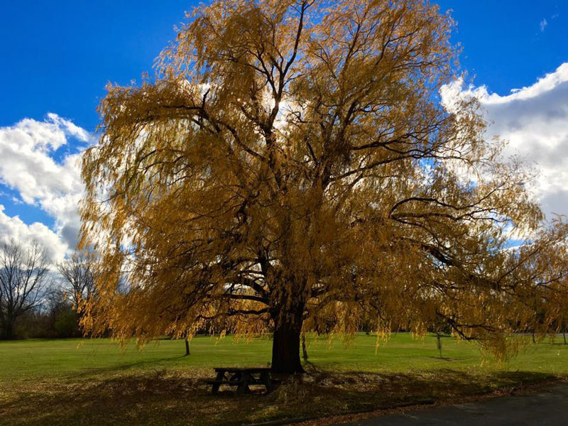 Joseph Davis State Park