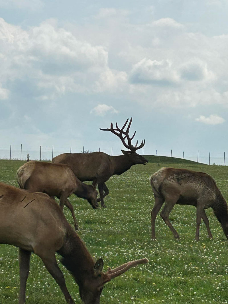 Keystone Safari