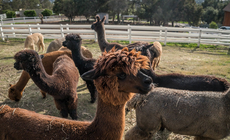 Llama Farm, Santa Barbara