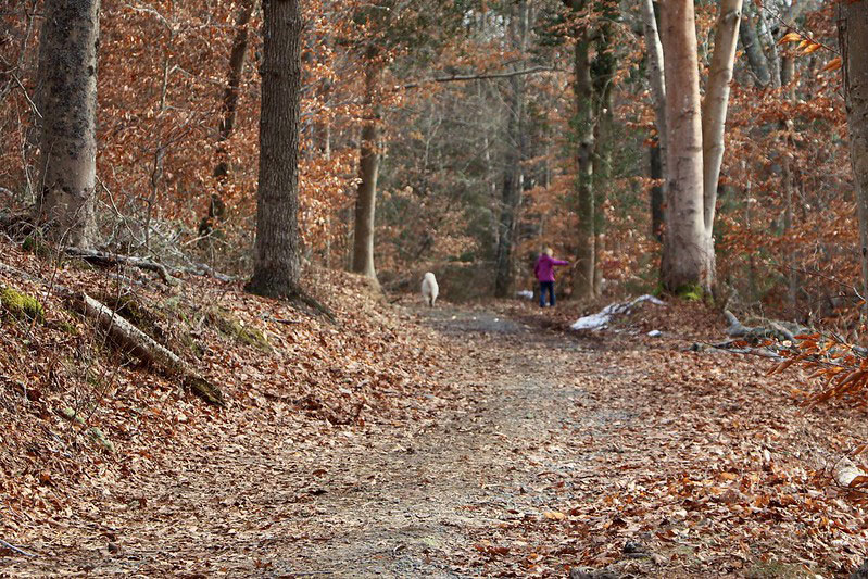 Lowell Holly Reservation