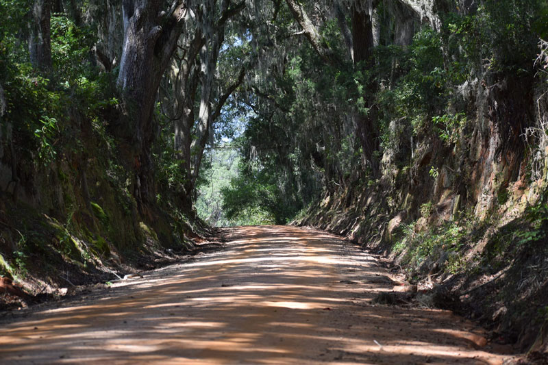 Lyndhurst Plantation