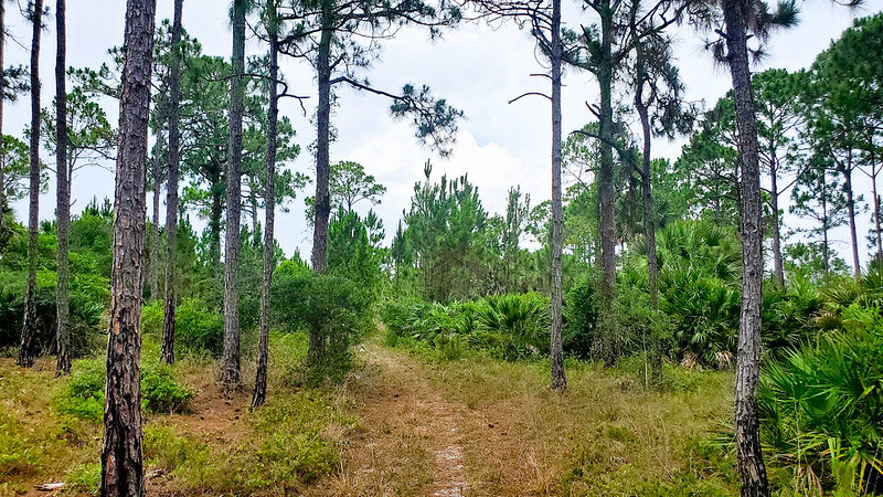 Micco Scrub Sanctuary