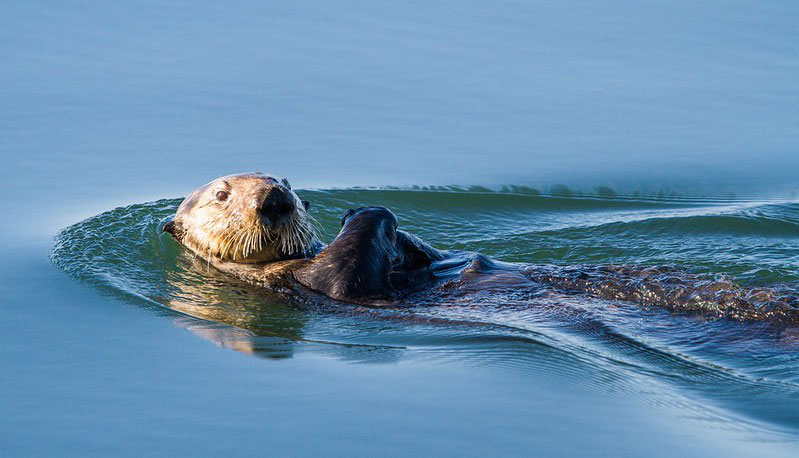 Morro Bay National Estuary, Morro Bay