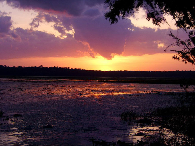 Natural Beauty of Lake Miccosukee