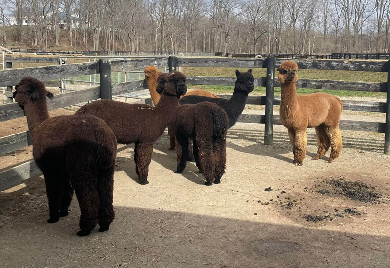 Peak Ranch Alpacas