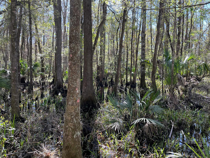 Rice Creek Conservation Area