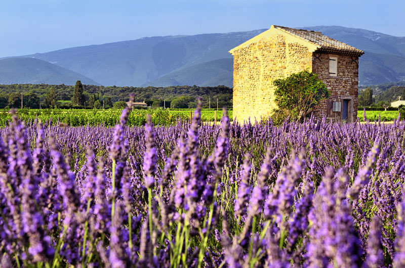 Southern Hills Lavender Farm