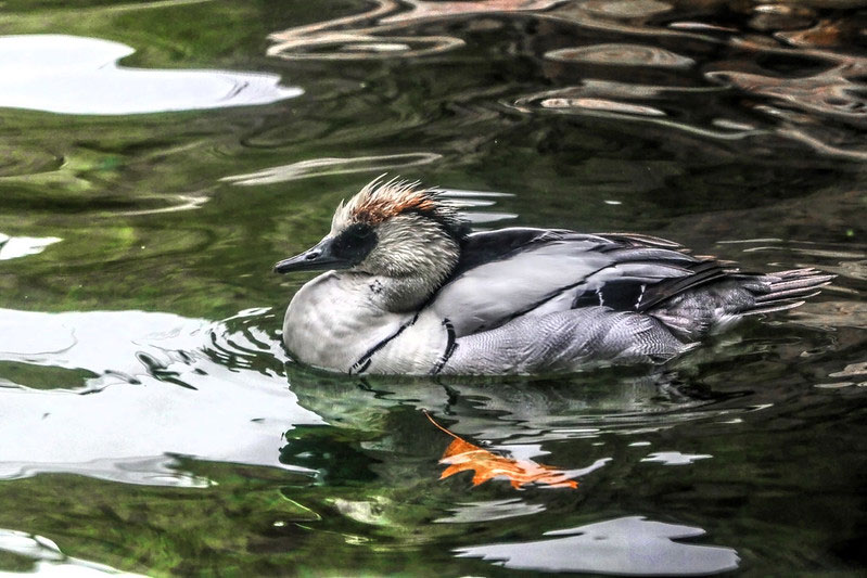 The National Aviary