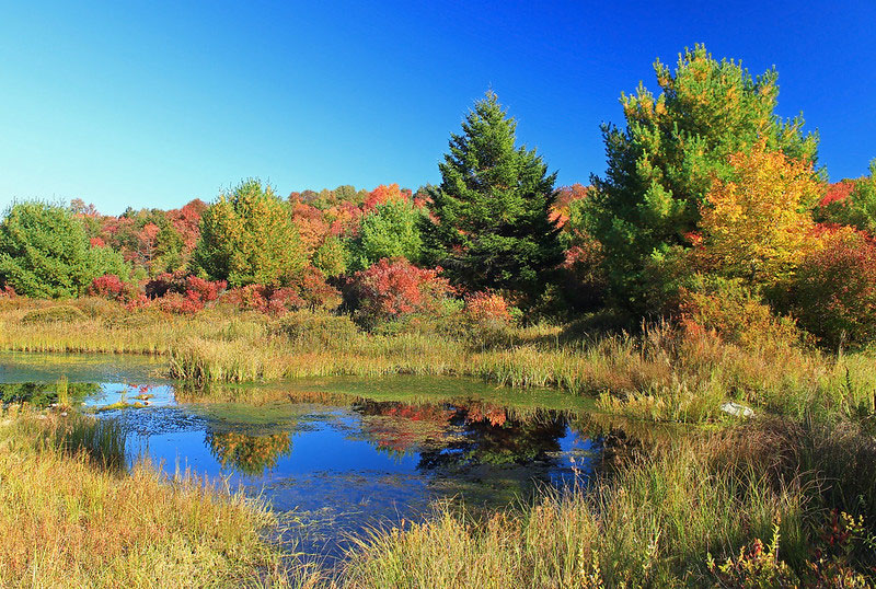 Thomas Darling Preserve