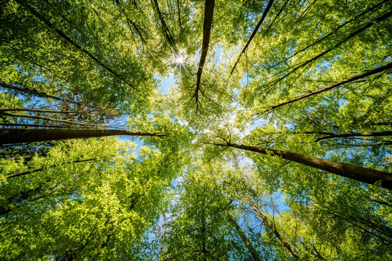 Tree Tops Park