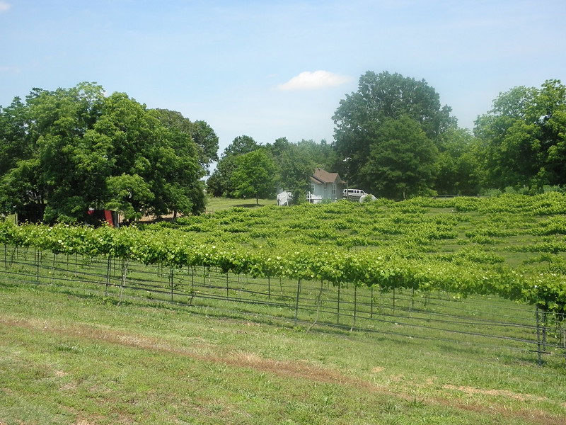 Treehouse Vineyards