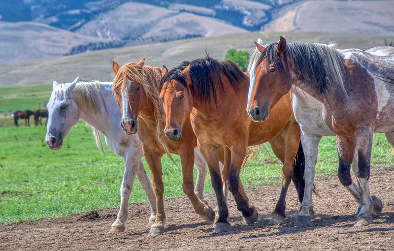 Wind River Wild Horse Sanctuary