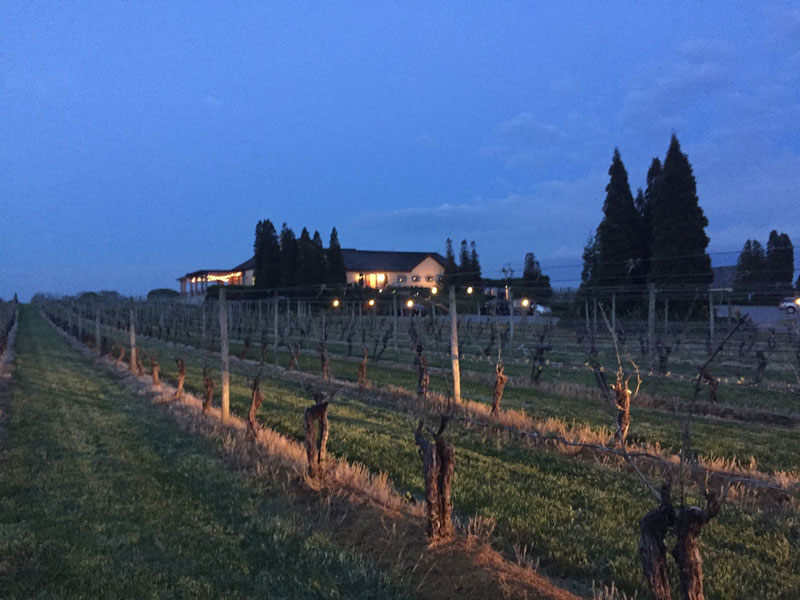 Wolffer Estate Vineyard 