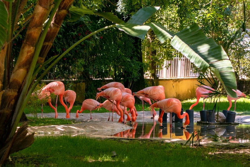 Flamingo Gardens