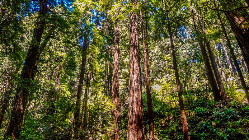 Muir Woods National Monument