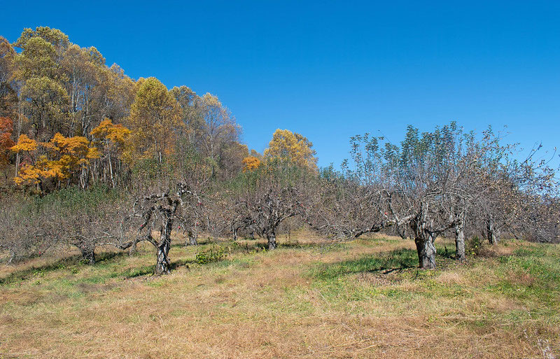 Orchard at Altapass