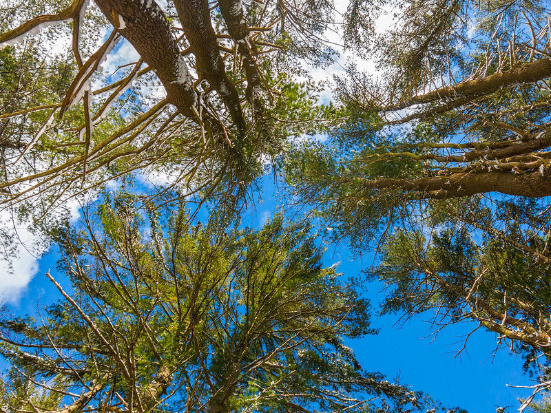 Smallwood Forest Reserve Park