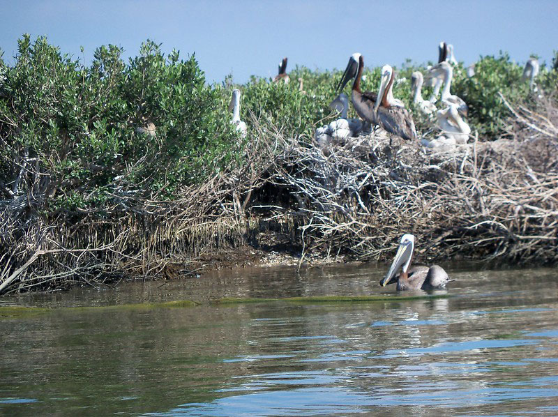 Barataria Bay