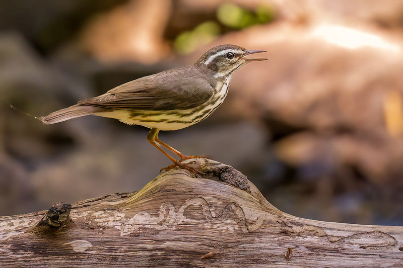 Bird Watching at Gonzales