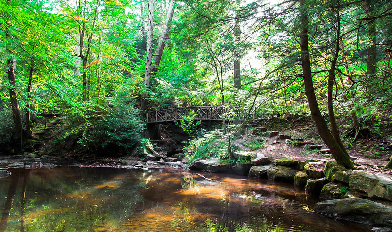 Cook Forest State Park