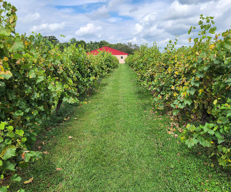 Dove Valley Vineyard