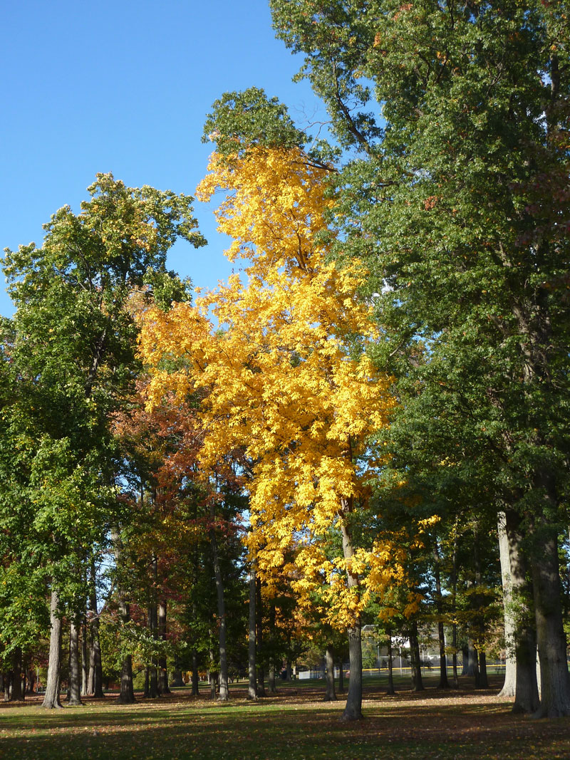 Fernridge Park