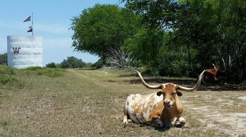 King Ranch