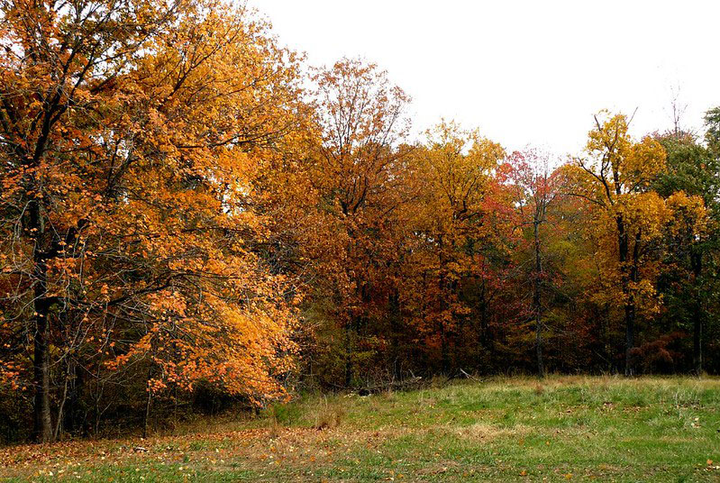 Pennyrile Forest