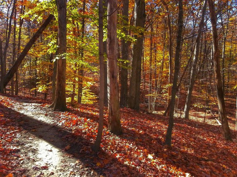 23 Best & Fun Things To Do in Strongsville (Ohio)
