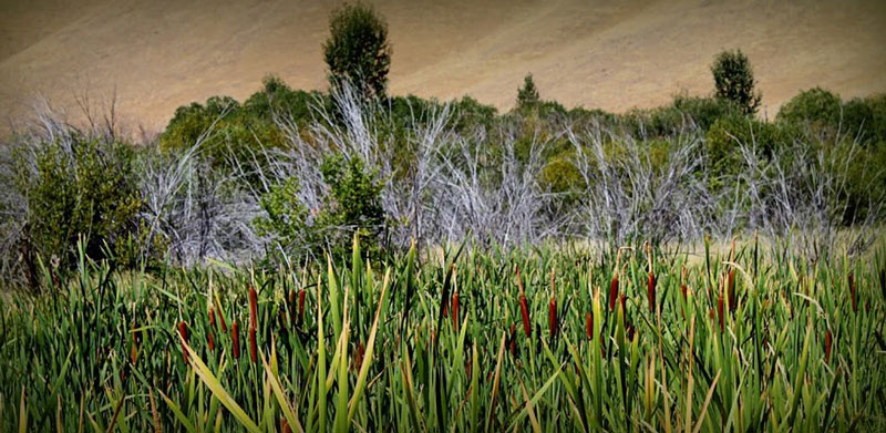 Draper Wood River Preserve