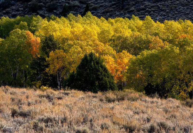 June Lake Fall Colors