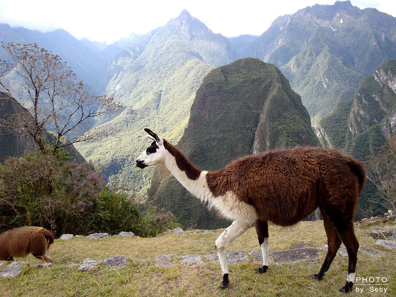 Local Llamas