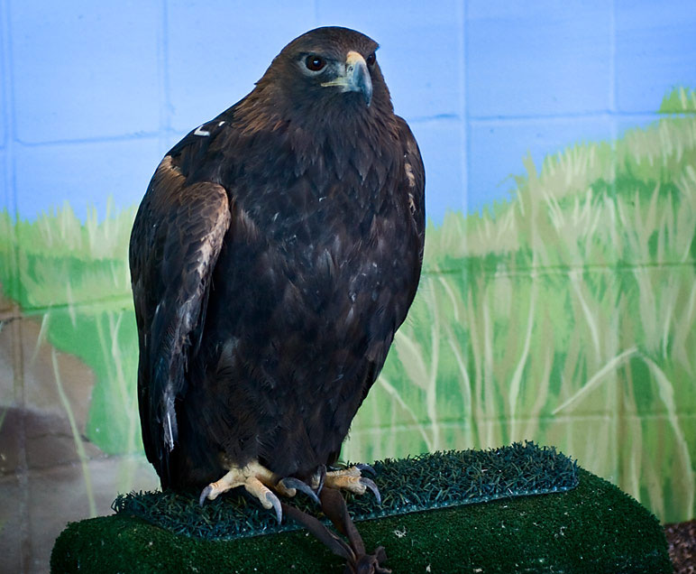 National Eagle Center