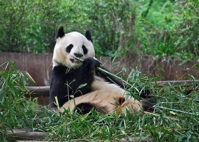 Chengdu Research Base of Giant Panda